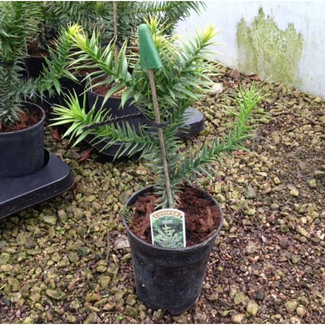 Arucaria Arucana - Monkey Puzzle Tree 25-30cm tall - 1 Litre Pot