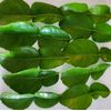 Fresh Kaffir Lime Leaves Thai Herbs- Picked to Order