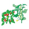高儀 Gardening for Cable Ties Green 100 Pieces