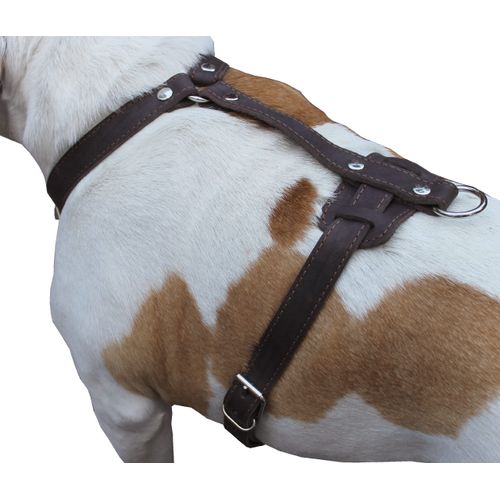 Genuine Leather Dog Harness, 29"-37" Chest, 1" Wide Straps, Boxer, Pitbull, Bullterrier