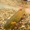 RIO Products Suppleflex Trout Leaders 9ft 7X, 3 Pack