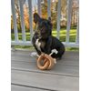 Territory Fun Squeaker Plush Tug Toy for Dogs, Pretzel