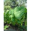 50 - ELEPHANT EAR BULBS (Easy to grow)