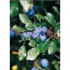 Weleda Prunus Elixir