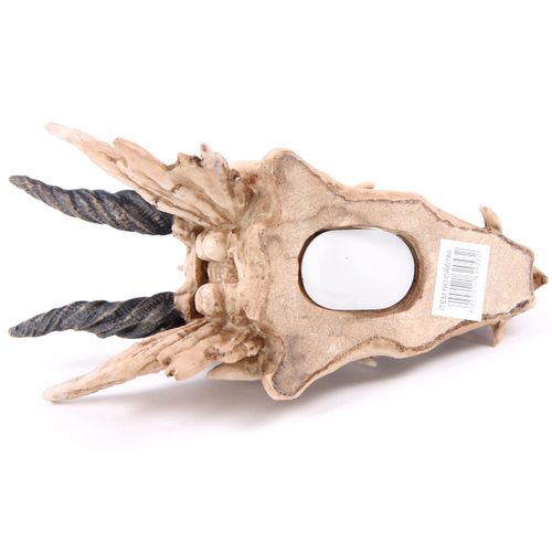 Puckator DRG186 Dragon Skull Money Box 19 x 11 x 11 cm, Mixed, Height 11cm Width 11cm Length 19cm Slot 3.5cm
