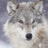 CafePress Ms Wolf Square Sticker 3 X 3 Square Bumper Sticker Car Decal
