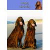 Irish Red Setter Dog Birthday Card