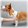 doggyman hairbrush