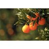 Mackays Orange Marmalade wth Champagne, 12 Ounce