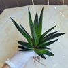 Gasteria 'Flow'  Succulent plant