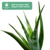 Aloderma 99% Organic Aloe Vera Gel for Skin Made within 12 Hours of Harvest, Organic Aloe Vera Gel for Sunburn Relief, Natural, Soothing Hydrating Aloe Vera for Scalp, Hair & Face, Lightweight Gel