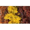 Fine Leaf Foliage - Fall Mix