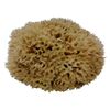 Small Natural Sponge aprox 6 to 7 inch Diameter