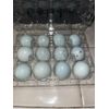 12+ True Blue Celadon Coturnix Quail Hatching Eggs SHIPPED IN FOAM