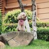 THAIN Reflective Dog Harness & Leash Set – No-Pull Design, Adjustable & Comfortable for Large Dogs (L, Pink Plaid)