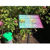Dragonfli Box Tree Caterpillar Moth Trap - Includes 2 Pheromone Lures