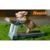 Gemmia Miniature Pig Figurine- Brushing Teeth Pig Statue