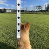 'Standard Wire-haired Dachshund' Dog Lead/Leash (DL00022798)