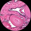 AmScope 40X-2500X LED Lab Binocular Compound Microscope with 50pc Blank Slides