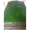 1 Pound Fresh Banana Leaves - use for Cooking