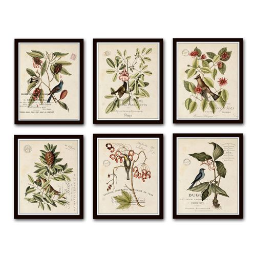 Vintage Bird and Botanical Print Set No. 2 Set of 6 Giclee Fine Art Prints - Unframed - Nature Decor, Vintage Prints, Nature Wall Decor, Bird Art, Vintage Art Prints, Vintage Bird Prints, Wall Art Nat