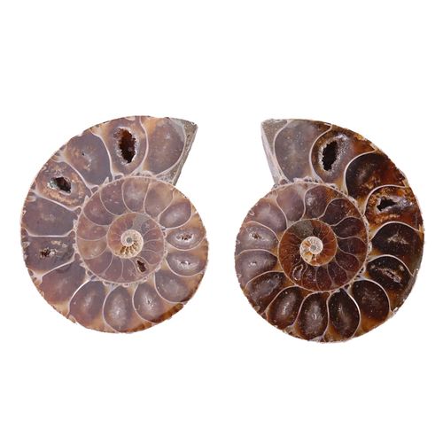 2Pcs Fossil Shell Specimen, Ammonite Fossil Specimen Shell Madagascar Natural Stones and Minerals(Diameter 4cm) Specimen Collectibles Home Decor Gifts Ornament