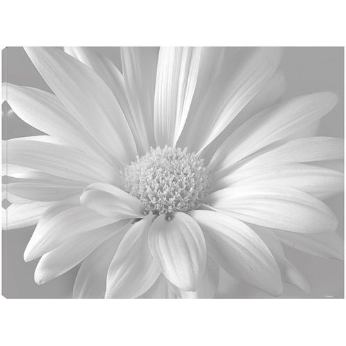 Fine Art Canvas Sleep Tight, Don't Let the Bedbugs Bite (green & white) Canvas Wall Decor by Artist John W. Golden for Living Room, Bedroom, Bathroom, Kitchen, Office, Bar, Dining & Guest Room - Ready to Hang - 20 in x 15 in