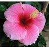 4 Pink Hawaiian Tropical Mix: Cattleya, Plumeria,Ginge