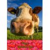 Cow Animal Valentines Day Card