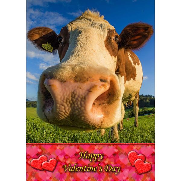 Cow Animal Valentines Day Card