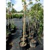 October Glory Red Maple 4'-6' Trees Very Fast Growing Shade Tree Fall Color Plan