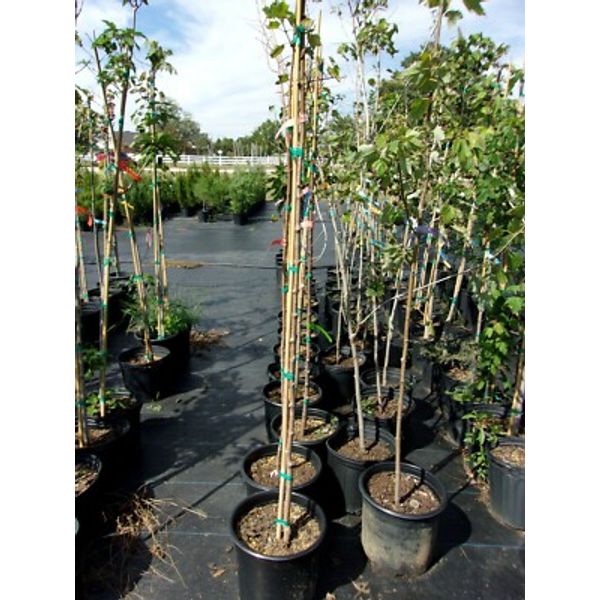 October Glory Red Maple 4'-6' Trees Very Fast Growing Shade Tree Fall Color Plan