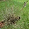 Tillandsia Bromeliad Bartram Bartramii air plant hardy