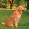 Ultrahund True-Fit Collar, 1" x 20", Pink