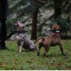 Bestia DOG SPORT RED HANDLE COLLAR