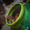 Taurrus M Snake & Reptile Mite Predators