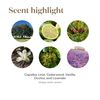 Roll On Vanilla Lime Blend 10ml