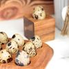 Quailzz Wooden Egg Cup Set Square Wood Line, wood