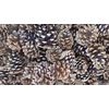 Natural Unscented Scots Pine Cones (400g)