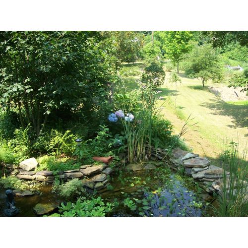 HELEN'S,DWARF,CATTAIL,AQUATIC,WATER,POND,PLANT,100%,ORGANIC,GROWN,PA,#,0005DL