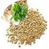 CILANTRO CORIANDER SEED With Absolutely No Additives Potency 100 Vegetarian Caps