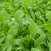 Bulk Non GMO Arugula Seeds (1 lb) 165,000 Seeds