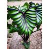 AUTHENTIC Colocasia  Pharaoh Mask 1 bulbs