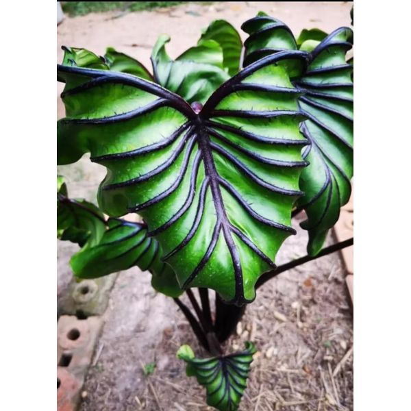 AUTHENTIC Colocasia  Pharaoh Mask 1 bulbs