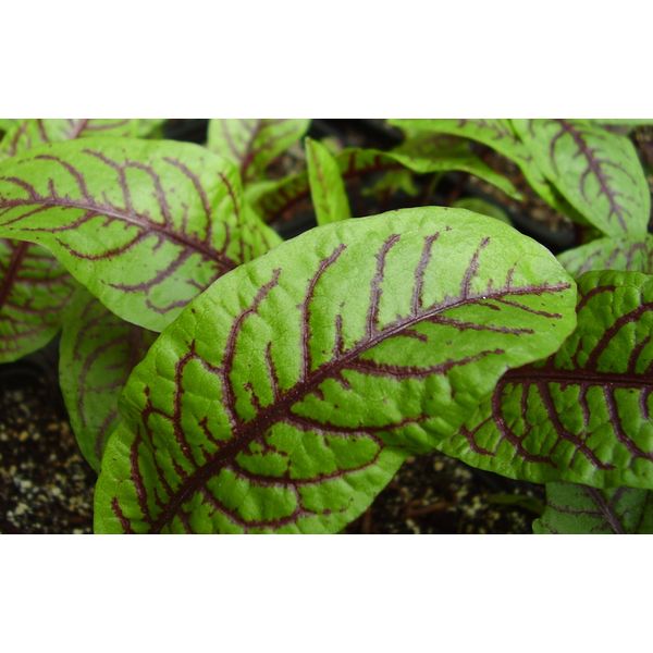 Sorrel Seeds- Blood-Veined- Heirloom Greens- 200+ Seeds