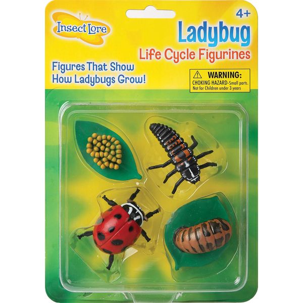 Insect Lore Ladybug Life Cycle - 4 PC Insect Figure Shows Life Of Lady Bug