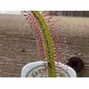 Sundew Leaf Cuttings ( Mixed Species And Hybrids )