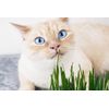 cats digestive enzymes - CAT DIGESTIVE AID - active cultures probiotic