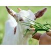 Australian Caprylac Digestible A2 100% Goat Milk Protein 400g 4 Packs