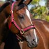 Back on Track Welltex® Werano Headcollar (Pony, Ruby Red)